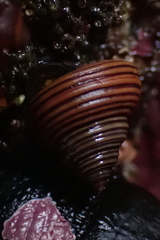 Calliostoma