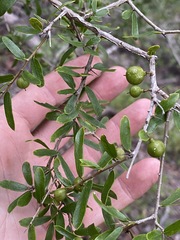 Pittosporum viscidum