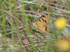Heteronympha solandri