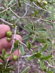 Pittosporum viscidum