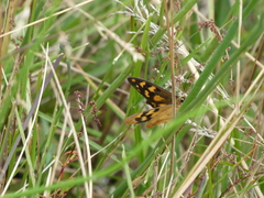Heteronympha solandri