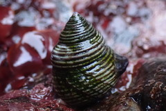 Calliostoma