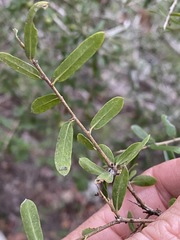 Pittosporum viscidum