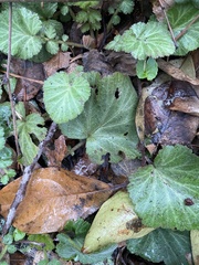 Geum canadense camporum