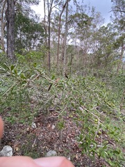 Pittosporum viscidum