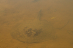 Potamotrygon orbignyi