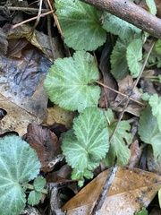Geum canadense camporum