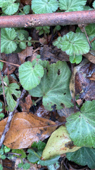 Geum canadense camporum
