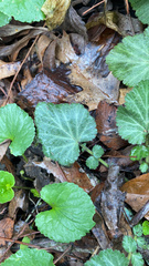 Geum canadense camporum