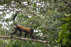 Chiropotes sagulatus