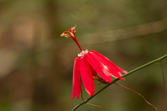Passiflora glandulosa