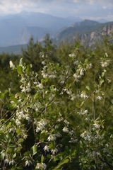 Styrax officinalis