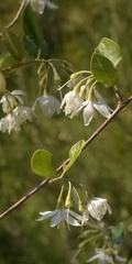 Styrax officinalis