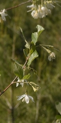 Styrax officinalis