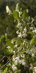 Styrax officinalis