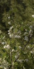 Styrax officinalis