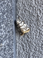 Hectobrocha pentacyma