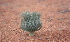 Gethyllis grandiflora