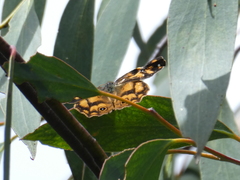 Heteronympha solandri