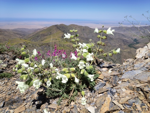 Nuratau Mountain Sage (Salvia submutica)