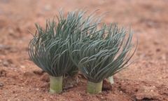 Gethyllis grandiflora