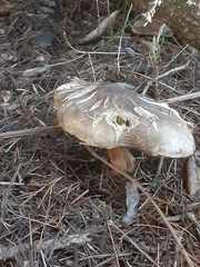 Tricholoma pardinum