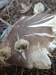 Tricholoma pardinum