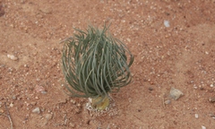 Gethyllis grandiflora