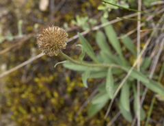 Aster alpinus serpentimontanus