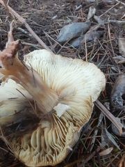 Tricholoma pardinum