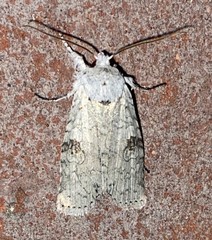 Lithophane viridipallens