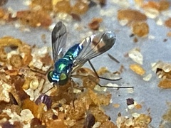 Diptera
