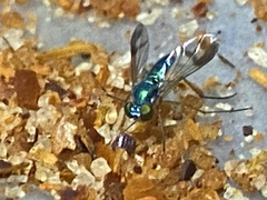 Diptera