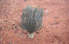 Gethyllis grandiflora