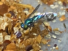 Diptera
