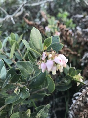 Arctostaphylos pacifica
