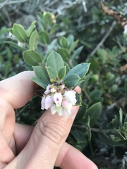 Arctostaphylos pacifica