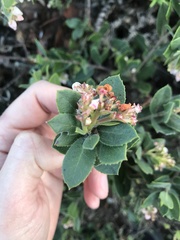 Arctostaphylos pacifica