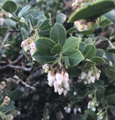 Arctostaphylos pacifica