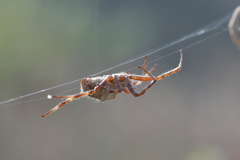 Backobourkia brouni