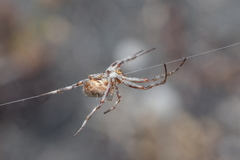 Backobourkia brouni