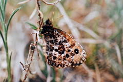 Oeneis nanna