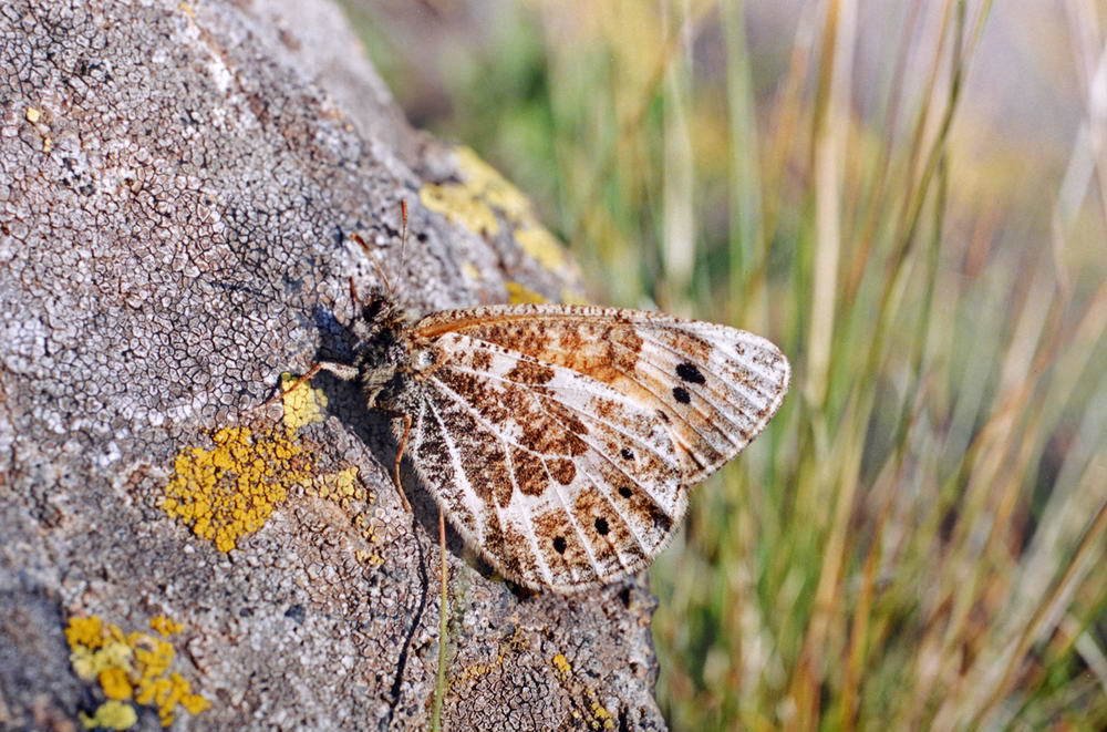 Oeneis tarpeia