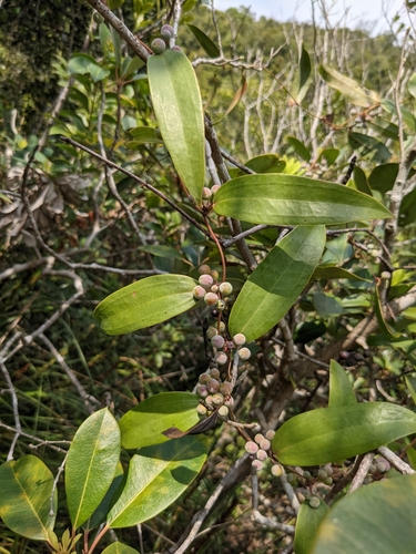 Image of Smilax glabra by (c) portioid, some rights reserved (CC BY)