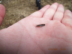 Caecidotea brevicauda