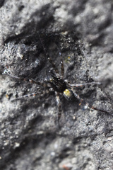Allocosinae