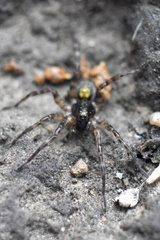 Allocosinae