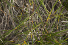 Allium vodopjanovae