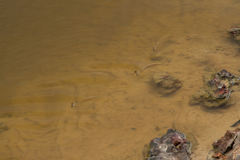 Mourning Tetra photo 3