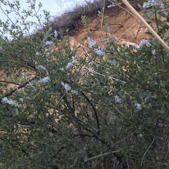 Ceanothus spinosus